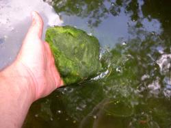String algae gathers heavily on nutrient rich waterfalls