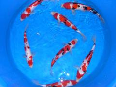 A bowl of Momotaro Sanke - we specialize in healthy Japanese Koi 4-12 inches