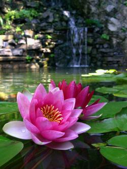 waterlily and waterfall