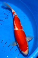 -SOLD- Nice full bodied koi with a pattern that will split fully - $600