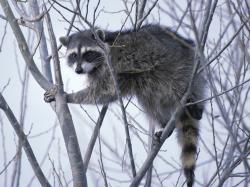 Raccoons can be a problem in shallow ponds. If they can't get fish, they destroy plants