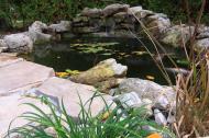 toronto goldfish pond