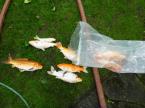 Fish die quickly in low oxygen levels
