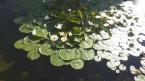 Waterlilies are the defacto standard pond plant