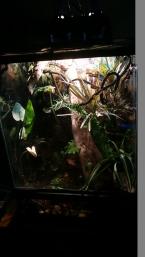 Terrarium for "Howard" our anole hitchhiker