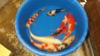 Koi for sale, the shiro is from Omosako