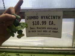 A competitors "jumbo hyacinths". I'm sure there were bigger ones, but our jumbos are only $5