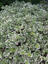 variegated, hardy and evergreen make this a great choice