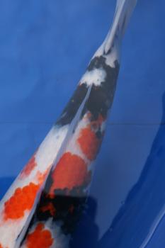 This tail tube is a bit thin. The sumi will finish from the rear to the front of the fish