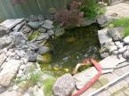 A classic rebuild. This pond didn't utilize the space well. The skimmer was poorly positioned