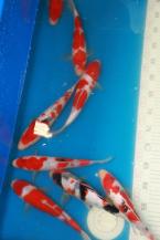 These 8-9" Sakai fish can be had for less than $200