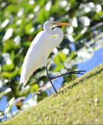 Egret in the florida everglades