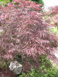 Japanese maples are fabulous red compliment around a pond