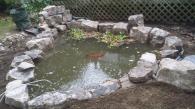 This was a rebuilt to improve filtration and make the pond larger. Some older koi make their home here