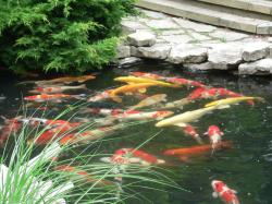 You can only maintain a happy healthy koi collection with year round care