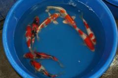 Japanese Koi always in stock. We specialize in fish 4 to 12 inches 